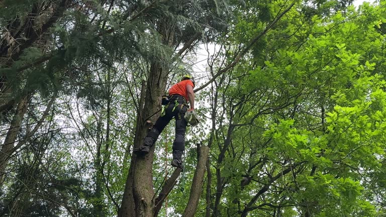 Reliable Zion, IL Tree Removal and Landscaping Services Solutions